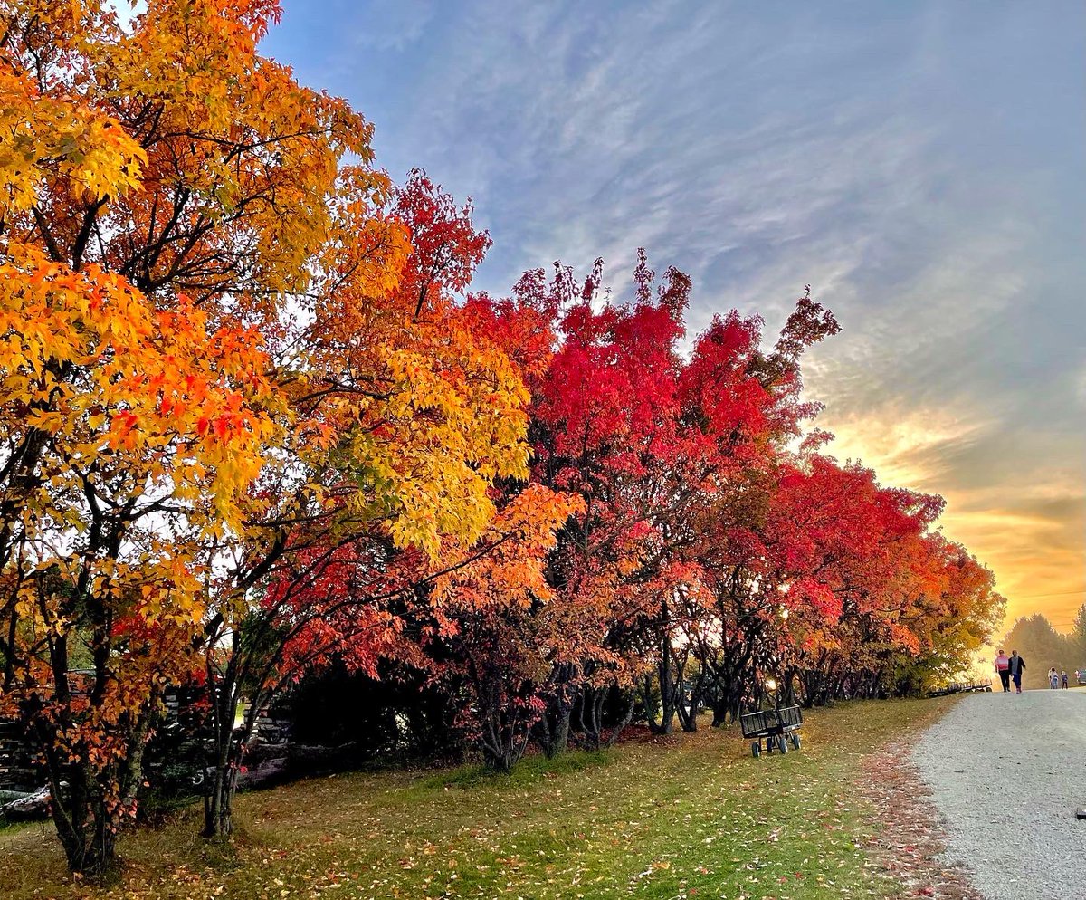 HHughTruong's tweet photo. #rochester #Minnesota #autumn #applepick https://t.co/74VAX9YmS3