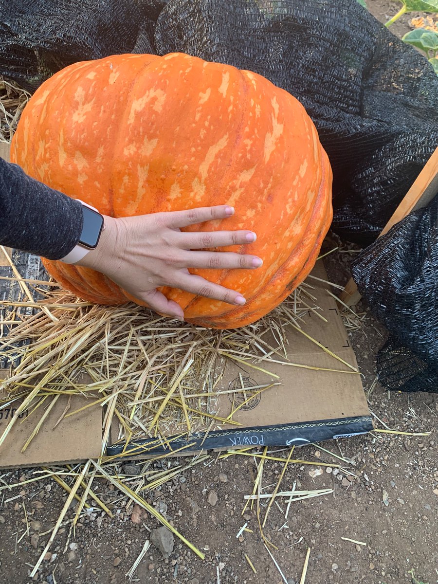 Oooook 
Take your final guesses for the weight on my giant pumpkin.

Official weigh in for the contest is tomorrow morning!