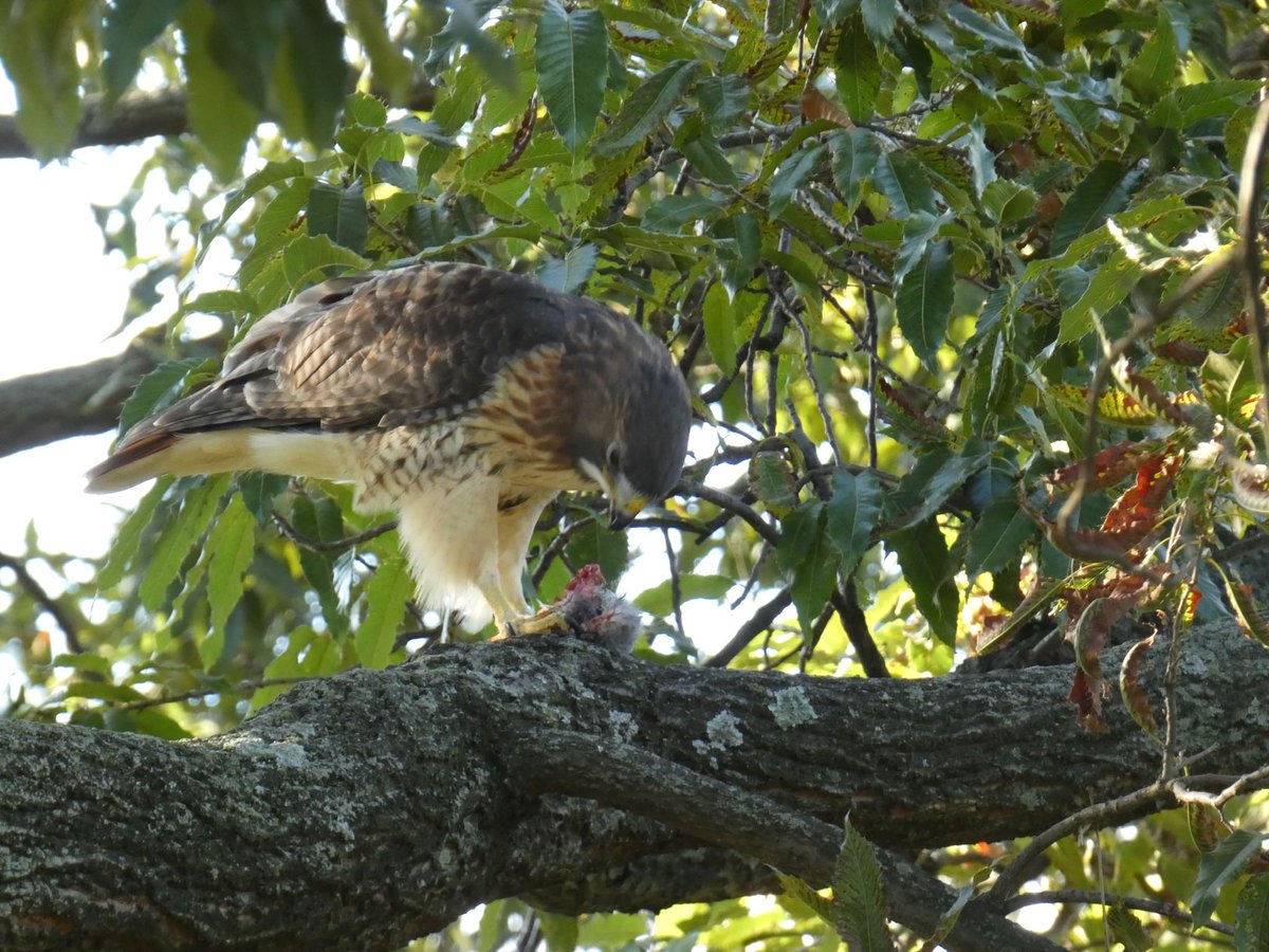 abigailinqueens's tweet photo. I was taking a walk in Flushing Meadow Park today when a red-tailed hawk swooped past me with its lunch and landed on a branch about twenty feet away. @AllianceForFMCP @BirdQueens https://t.co/2RjW2FCkQR