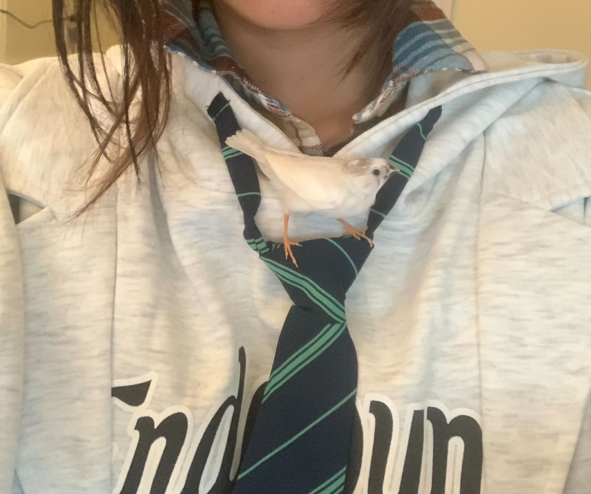 Chelsy Li tweet media