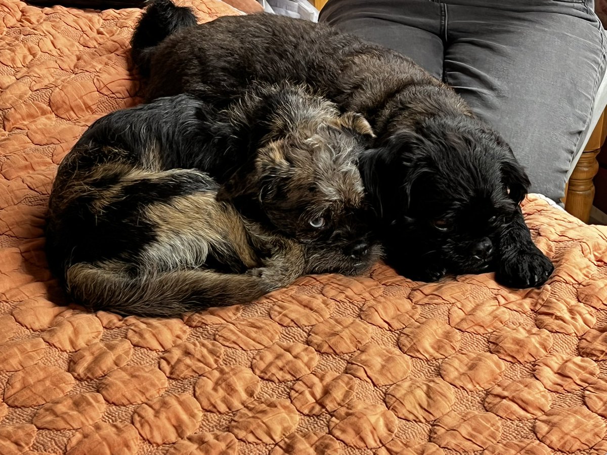 h9kee's tweet photo. @MrAndrewCotter Same here did not know @worlddogday https://t.co/RarLsuqHNa