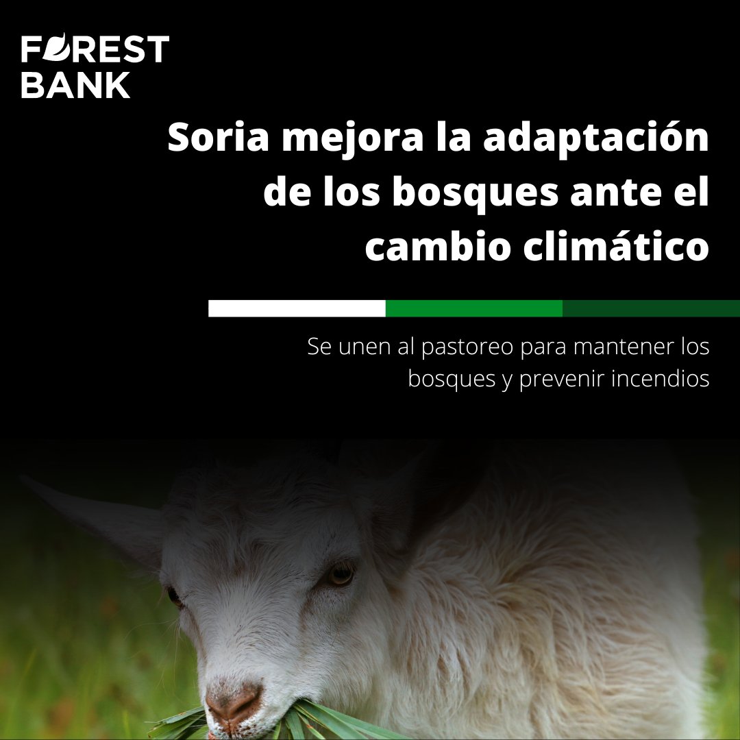 El proyecto de Life Soria Forest Adapt,
lucha para mejorar la adaptación de los bosques de la
provincia ante el cambio climático con el
pastoreo. ¿Retroceso en el tiempo o innovación y conservación del Planeta Tierra? 🤔🍃