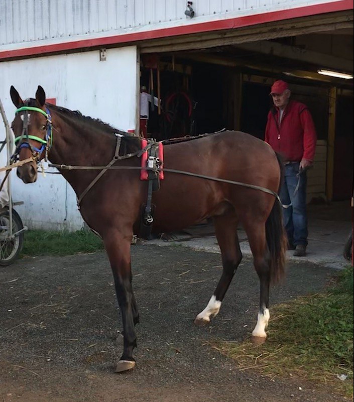 bradmccallum's tweet photo. Breaking News!!
The #WBDStable has added Justa Country Boy to the roster. Leroy is is a Vertical Horizon colt out of the Art Colony mare Lyons Jewels. His 2YO full sister is stakes placed with a BT of 156.4 https://t.co/S0xKn8qgf4