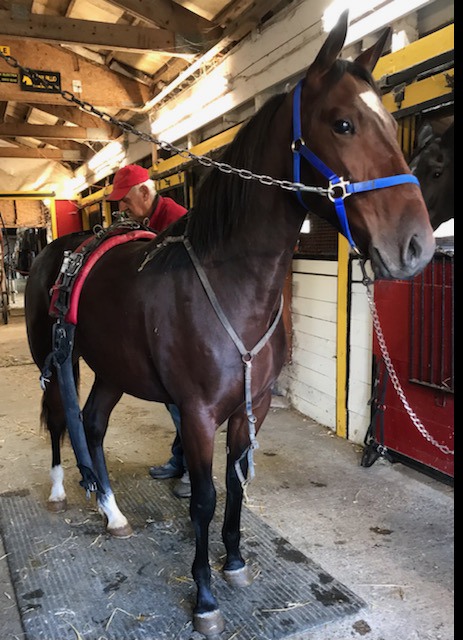 bradmccallum's tweet photo. Breaking News!!
The #WBDStable has added Justa Country Boy to the roster. Leroy is is a Vertical Horizon colt out of the Art Colony mare Lyons Jewels. His 2YO full sister is stakes placed with a BT of 156.4 https://t.co/S0xKn8qgf4