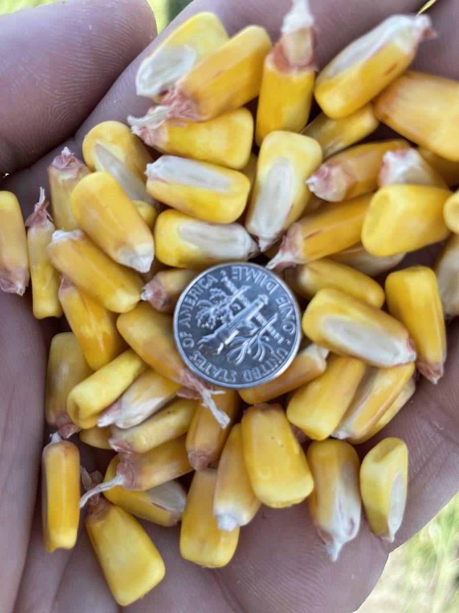 What factors determine🌽yield?
Plants/acre X Kernels/ear, right?

Missing one key factor..
👉🏻Kernels per bushel

By having larger &amp; heavier kernels we can gain serious yield! DKC105-35 has just that. Check out the kernel depth and girth on that ear!

<a href="/Asgrow_DEKALB/">DEKALB Asgrow Seed</a> 
#bayerup