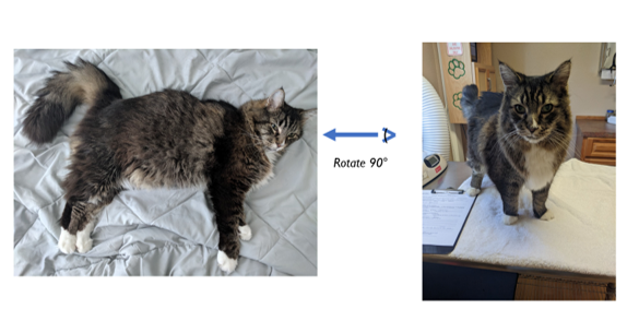 teaching newman projections