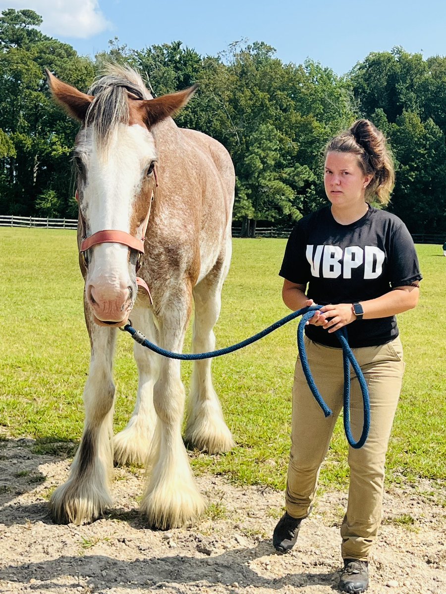MFox_VBPD's tweet photo. I hope you will join us this Saturday, October 15th for the Virginia Beach Mounted Patrol Trunk or Treat! Look for the 1st Precinct police vehicle! 🦸🏻‍♂️🚓👮🏼🚔 https://t.co/RUO3EUjNoO