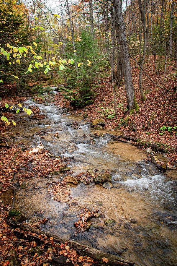 A small #stream flows through an Autumn-coloured #forest surrounded by fallen red, orange, and yellow leaves near #BlueMountains, #Ontario.

john-twynam.pixels.com/featured/river…

#BuyIntoArt #PrintsForSale #OnlineShopping #ShopEarly #FallForArt #Nature #NaturePhotography