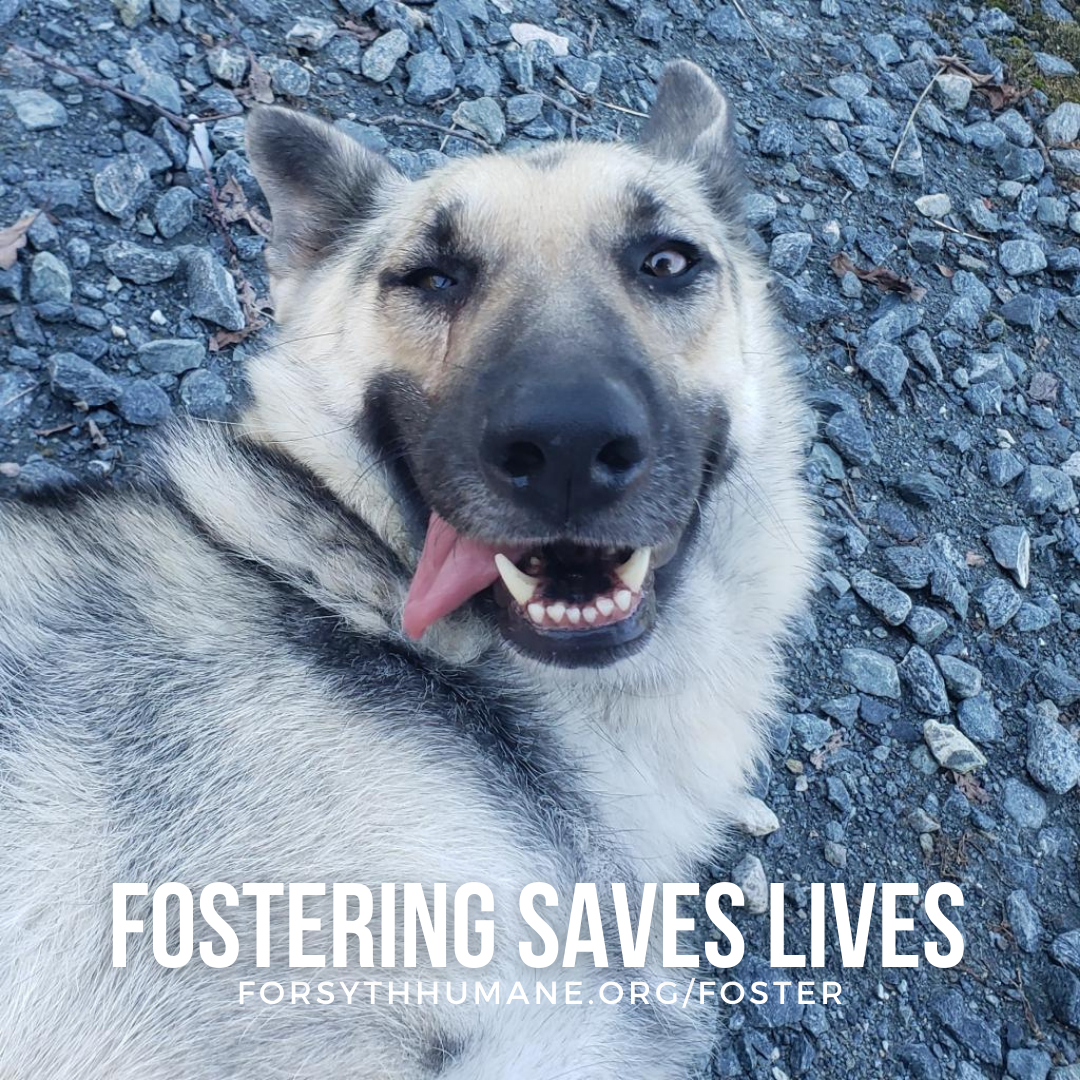 ForsythHumane's tweet photo. Josie here is just a silly goose looking for a home!  Whether you can provide a furever home for dogs like Josie, or you can only temporarily foster big dogs, we need you!  Learn more about fostering a pet from FHS by emailing foster@forsythhumane.org.
#SaveFursyth #adopt #volunt https://t.co/wuwm0lBTSp