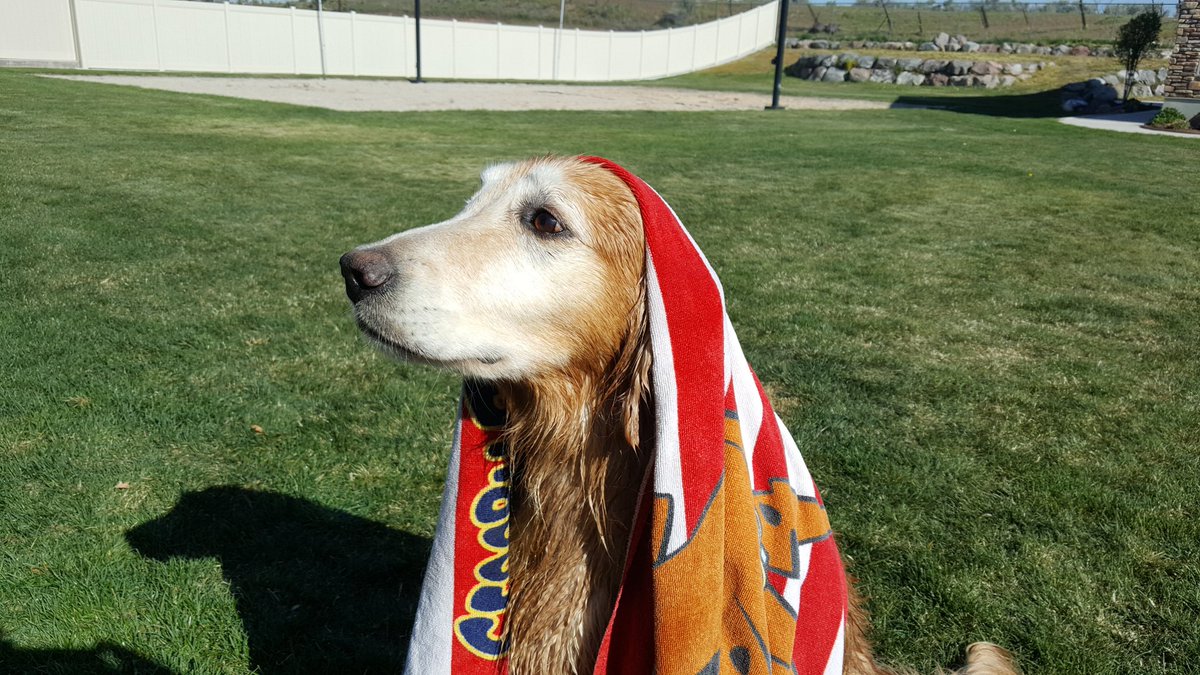AOTMPatch's tweet photo. Always remember to make time for selfcare  #MentalHealthDay #goldenretriever #AllOverTheMap https://t.co/XlpmnNSnOH