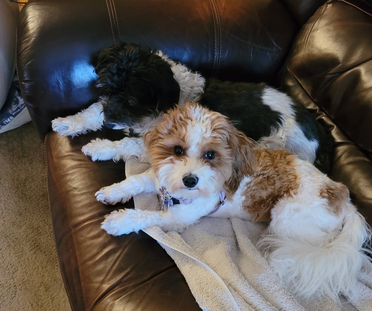 bookworm_yogi's tweet photo. I am catching up on #ACESAccelerate conference webinars with my snuggly dogs. https://t.co/YPXLnzsRqX