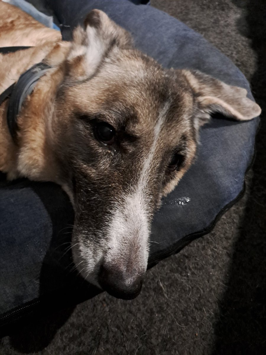 J52Wallusch's tweet photo. Today in my >>Funkcja the #Senior #Pup<< series:
No Sleep. (Till Brooklyn).
#DogsofTwittter
#DogsofFootball π
#DogsofRugby π https://t.co/w7JslBRrkw