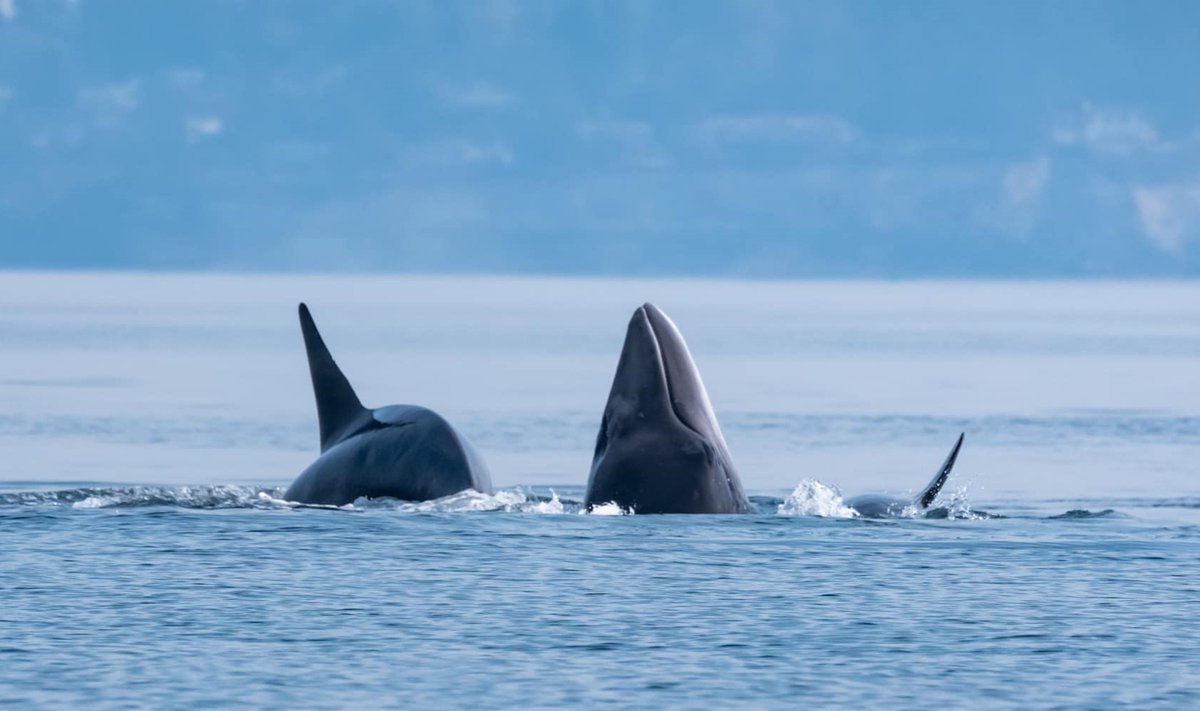 ThePWWA's tweet photo. WARNING: These photos may be tough to see, but they provide remarkable documentation of a recent Bigg's killer whale predation event on a minke whale that occurred in the Salish Sea on Friday.

📷: Naturalist April Ryan, @sjiwhalewatch 

#biggskillerwhales #minkewhale #pwwa https://t.co/VPIqpqqT0I