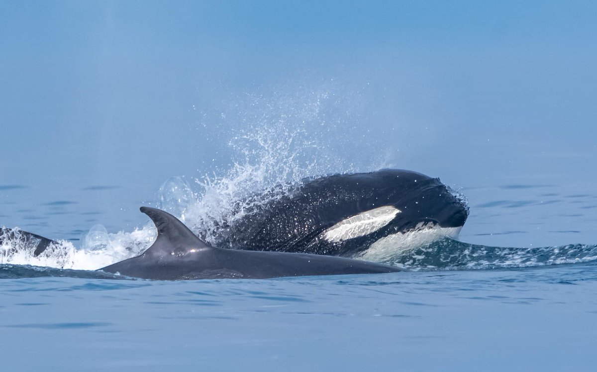 ThePWWA's tweet photo. WARNING: These photos may be tough to see, but they provide remarkable documentation of a recent Bigg's killer whale predation event on a minke whale that occurred in the Salish Sea on Friday.

📷: Naturalist April Ryan, @sjiwhalewatch 

#biggskillerwhales #minkewhale #pwwa https://t.co/VPIqpqqT0I