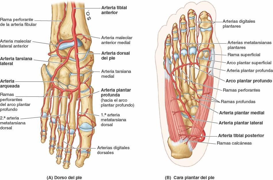 Arterias del pie 🦶