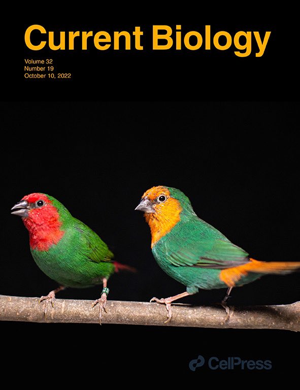 We are very proud to have our paper by <a href="/mbtoomey/">Matthew Toomey</a> et al. on the genetics of red colouration in vertebrates as the cover of <a href="/CurrentBiology/">Current Biology</a>!

📸 <a href="/M_Miguel_Araujo/">Miguel Araujo</a>