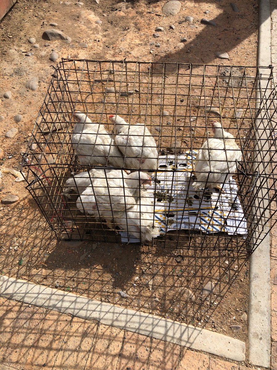 UrbanFOSC's tweet photo. With @FoodSecurity_za, @WCEDP, and @SAFoodlab for a #learningjourney of the Worcester Zwelethemba corridor to explore the movement of food. The informal food sector offers a crucial role for food accessibility in vulnerable neighbourhoods.  #Africanfoodsystems #FOSC https://t.co/Ye6SLpY3gV