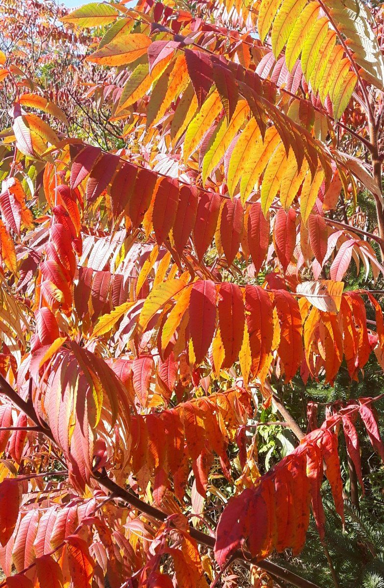 The colours that come with this season of Fall are such a GIFT. I hope all of you can make time to get out &amp; enjoy these beautiful colourful leaves that surround us at the moment before they fall to Mother Earth. Feeling grateful for this beauty of a day.