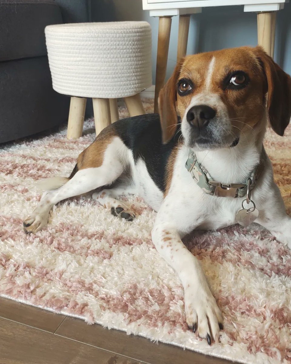 #nlpoli
#nlwx
#nltraffic

canadahelps.org/en/charities/b…