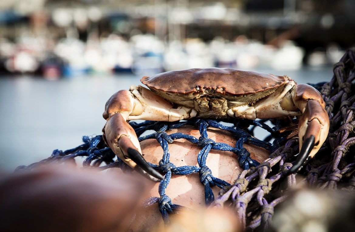 Anthony040108's tweet photo. Chefs looking for a fish 🎣 supplier in the North of England - look no further… The team @HodgsonFish have opened the books 📚 for new accounts, simply inbox me and I will contact you with all the information you will need to get the ball rolling 🎣🎣
.
.
#customer https://t.co/G5xRI9DS7z