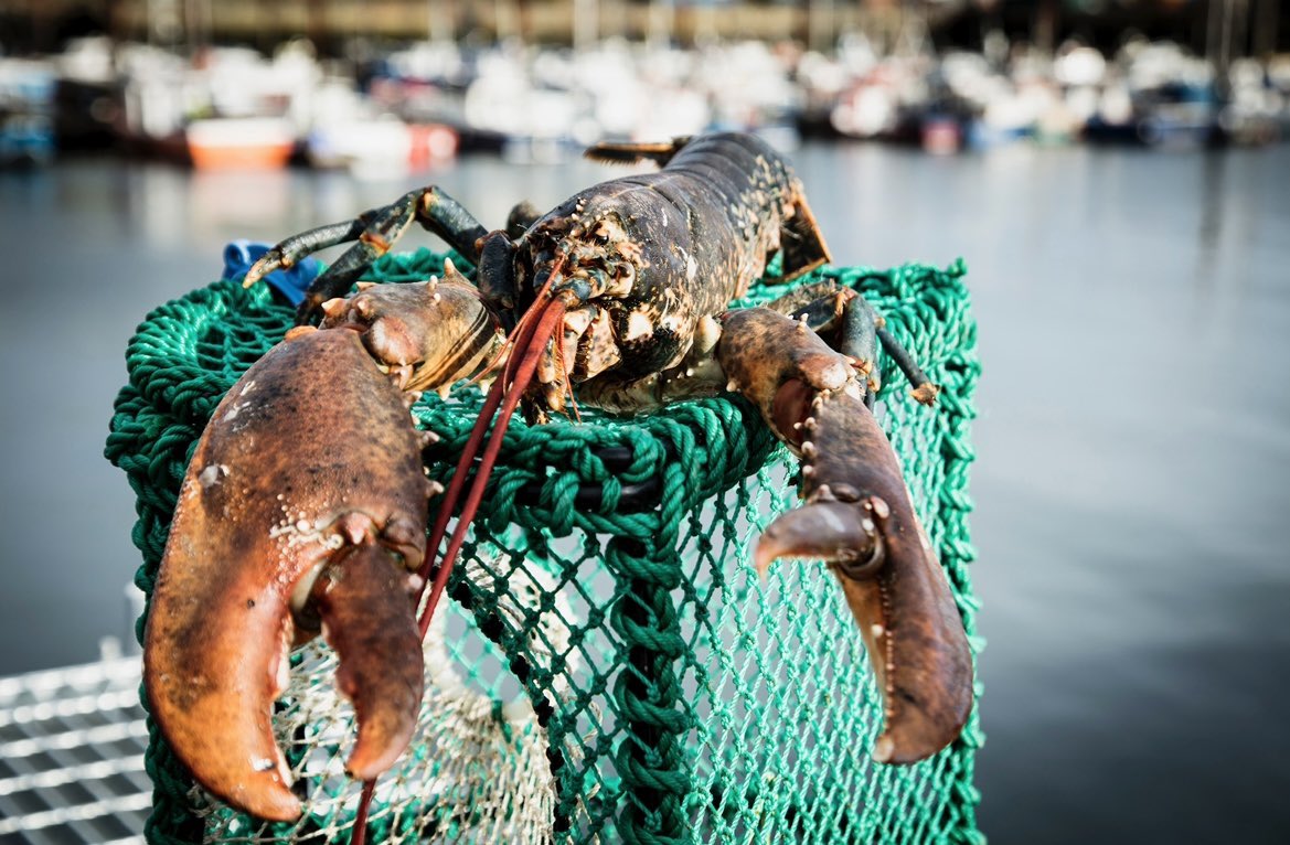 Chefs looking for a fish 🎣 supplier in the North of England - look no further… The team <a href="/HodgsonFish/">Hodgson Fish</a> have opened the books 📚 for new accounts, simply inbox me and I will contact you with all the information you will need to get the ball rolling 🎣🎣
.
.
#customer