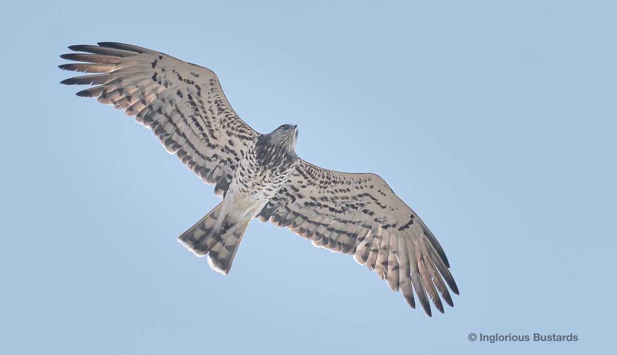 Mind bending #migration day here for our guests today on our #BirdingTwoContinents tour! 1,330 Short-toed #Eagles (pic), 421 Booted Eagles, 2 Rüppell's Vultures, juv Bonelli's #Eagle, juv Spanish Imperial Eagle, Black & White Storks, Egyptian Vultures and a Lesser-spotted Eagle!