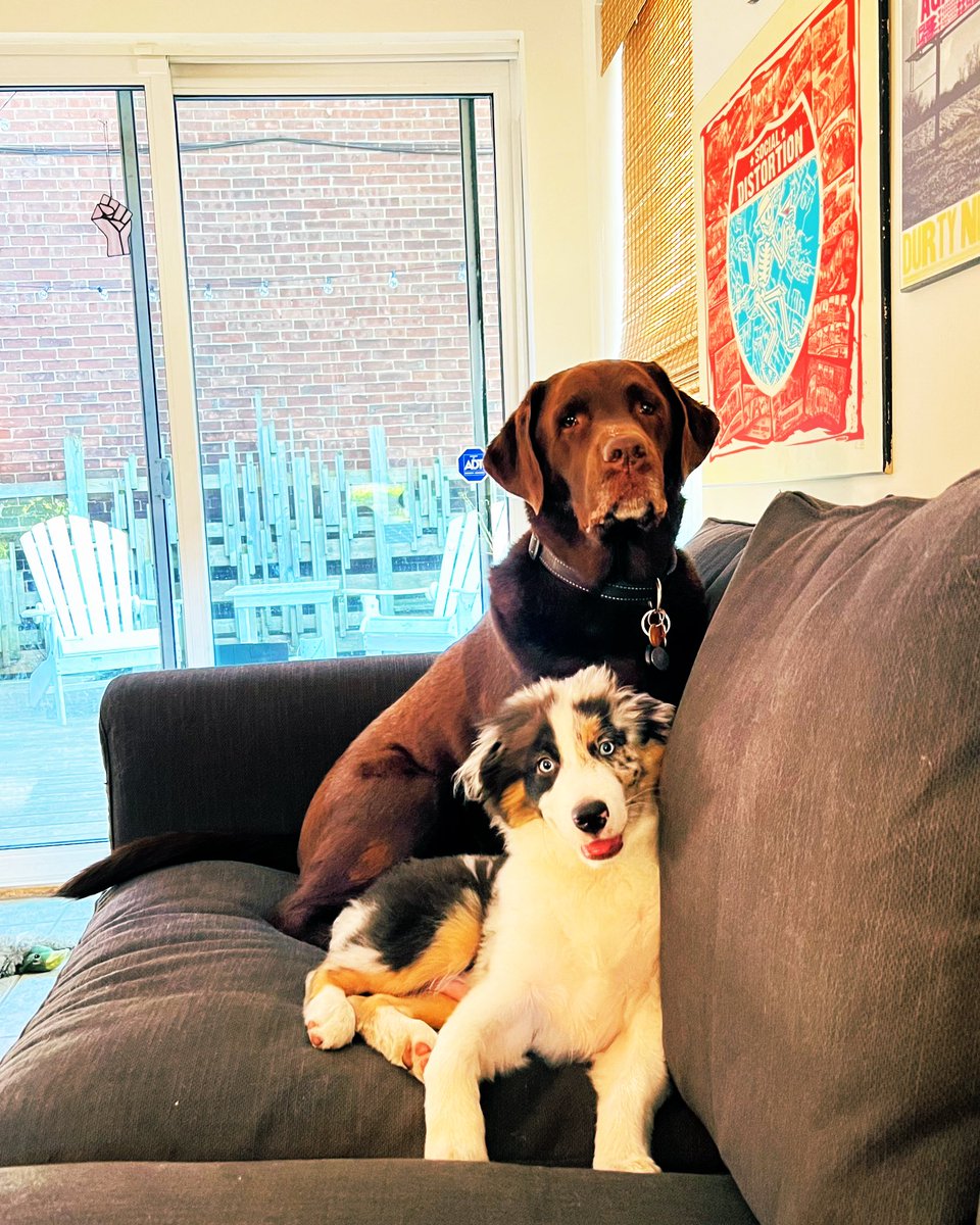 Happy #WorldDogDay from Finn and his trouble-making little brother, Scout.