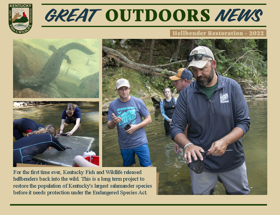Great Outdoors News - Hellbender Restoration

In conjunction with <a href="/LifeAtPurdue/">Purdue University</a> researchers, our staff collected hellbender egg masses in Ky. streams to raise them in a lab environment. This increased the survival of the hellbender young by 50 times what is observed in the wild.