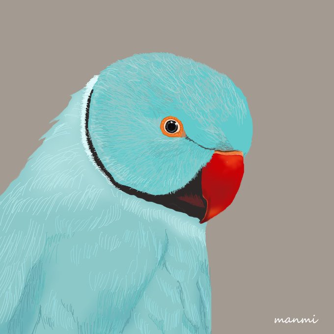 Parakeetのtwitterイラスト検索結果
