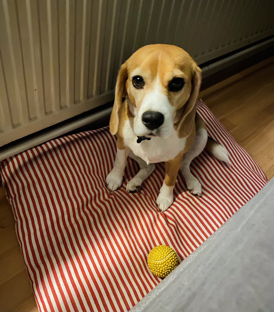RoosTante's tweet photo. Miss P heeft een ongezonde relatie met dat gele ding,
dat plots mee IN bed moet,
ipv er naast 🤷♀️
Geen Lief in mijn bed,
een beagle die mijn dons claimt,
en nu nog zien dat ik vannacht niet wakker schrik door over die bal te rollen..
#NN #RoseResidence https://t.co/AO8by0nfsV