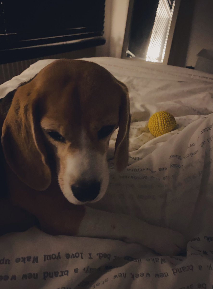 RoosTante's tweet photo. Miss P heeft een ongezonde relatie met dat gele ding,
dat plots mee IN bed moet,
ipv er naast 🤷♀️
Geen Lief in mijn bed,
een beagle die mijn dons claimt,
en nu nog zien dat ik vannacht niet wakker schrik door over die bal te rollen..
#NN #RoseResidence https://t.co/AO8by0nfsV
