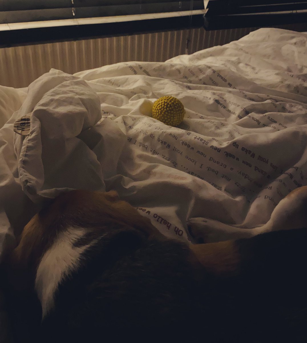 RoosTante's tweet photo. Miss P heeft een ongezonde relatie met dat gele ding,
dat plots mee IN bed moet,
ipv er naast 🤷♀️
Geen Lief in mijn bed,
een beagle die mijn dons claimt,
en nu nog zien dat ik vannacht niet wakker schrik door over die bal te rollen..
#NN #RoseResidence https://t.co/AO8by0nfsV