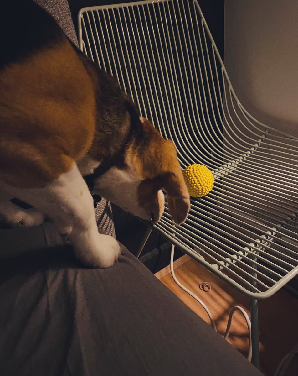 RoosTante's tweet photo. Miss P heeft een ongezonde relatie met dat gele ding,
dat plots mee IN bed moet,
ipv er naast 🤷♀️
Geen Lief in mijn bed,
een beagle die mijn dons claimt,
en nu nog zien dat ik vannacht niet wakker schrik door over die bal te rollen..
#NN #RoseResidence https://t.co/AO8by0nfsV