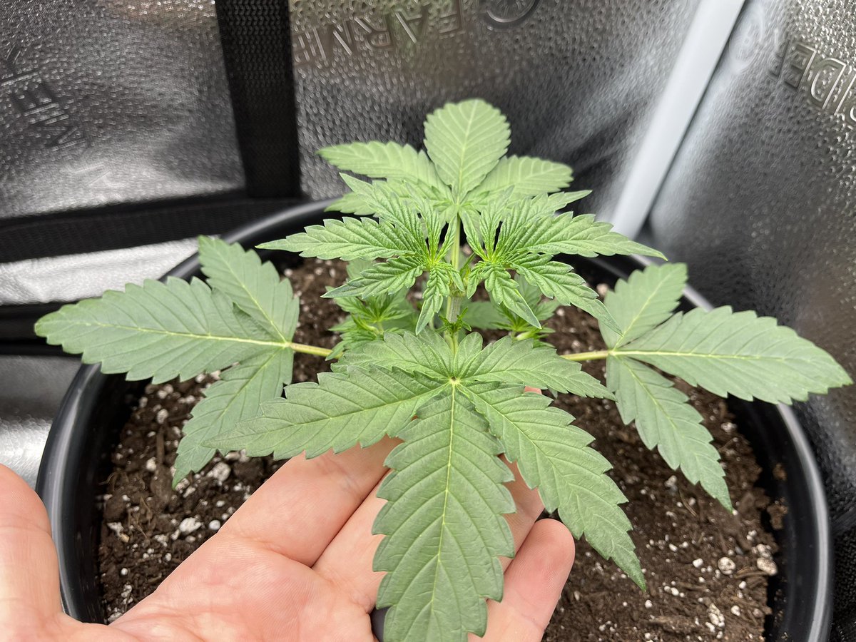 PushnPhosphorus's tweet photo. Day 13: Twisted Tree AutoFlowers. Topped yesterday. Plants are unfazed.
Grown in @coastofmaineorg organic Stonington blend
#Mmembervile #WeedLovers #Weed #Growyourown #OnlyAutoFlowers #OnlyAutos #cannabis #CannabisCommunity #marijuana https://t.co/HjcZw8AjSc