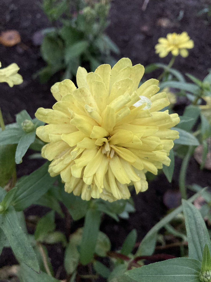 imnatu_mnkhao's tweet photo. おはよー　あさ
花曜日🌼

今日も安全に⛑😷 https://t.co/sLpLDHUPpb