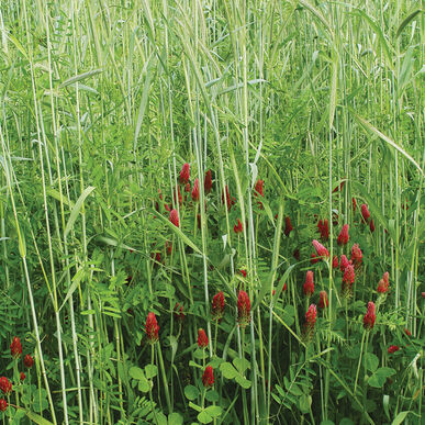 HOW TO GET MYCORRHIZAL FUNGI INTO YOUR #ORCHARD. Invite #BeneficialFungi and other #SoilBiology into your orchard. Plant a mix of #CoverCrops specific for your growing conditions. They shade the soil- decrease evaporation, more water for trees. Contact STBiologicals.com 👈