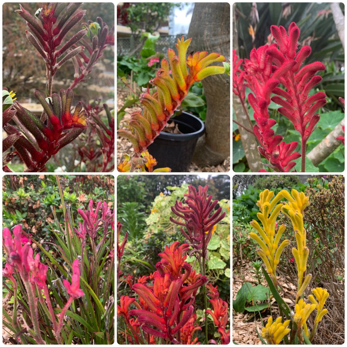 LauraAH110's tweet photo. It’s that time of year again on Dharawal Country! #ColoursOfCountry https://t.co/P2q6pC1T8F