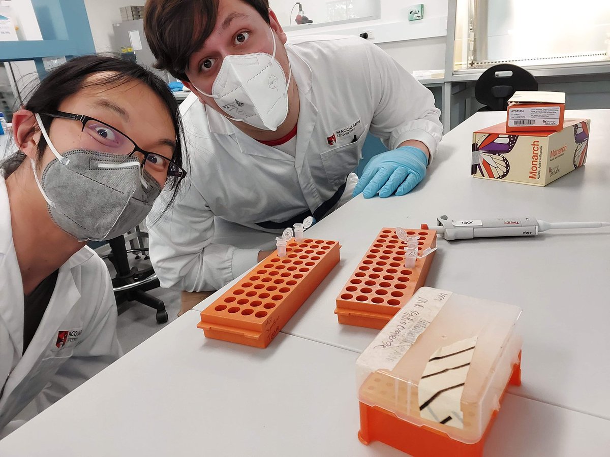 mqsynbioteam's tweet photo. @VogelsAdam and Ed setting up a mini prep with @NEBiolabs kits 🧪 they were prepping the  #grna #plasmid for our #dCas and #cas ! 
#CRISPR #synbio #STEM https://t.co/GvgakSUXu8