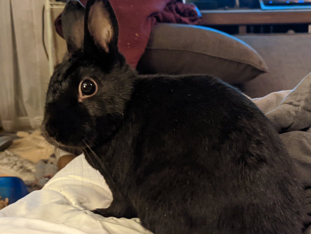 hoppocalypse's tweet photo. We had to say bye to our son and best friend today. He was only a baby but we found out he was battling failing kidneys for quite some time.

Mom and Dad are sorry but we're glad you're no longer in pain.

R.I.P. Frag, 2018 - 2022 https://t.co/GCc3FoX4yA