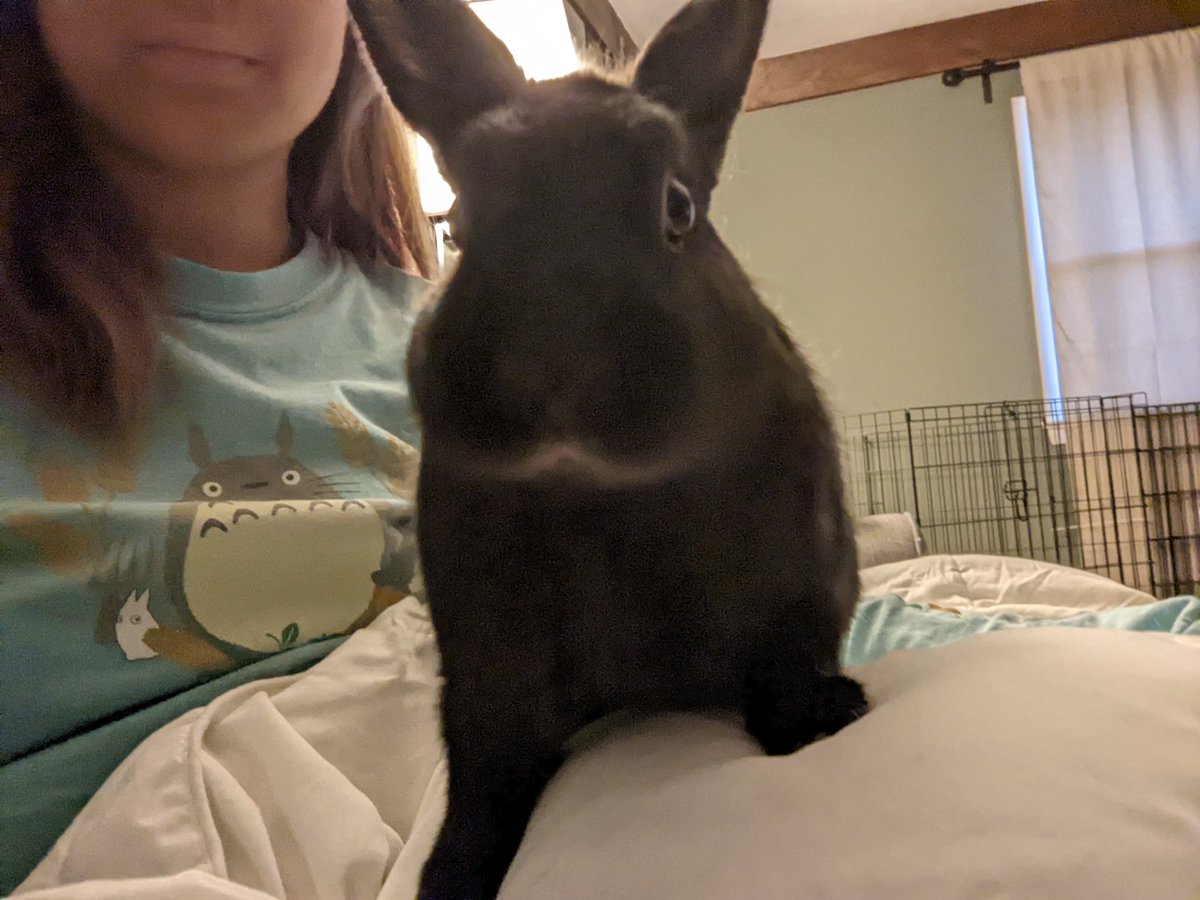 hoppocalypse's tweet photo. We had to say bye to our son and best friend today. He was only a baby but we found out he was battling failing kidneys for quite some time.

Mom and Dad are sorry but we're glad you're no longer in pain.

R.I.P. Frag, 2018 - 2022 https://t.co/GCc3FoX4yA