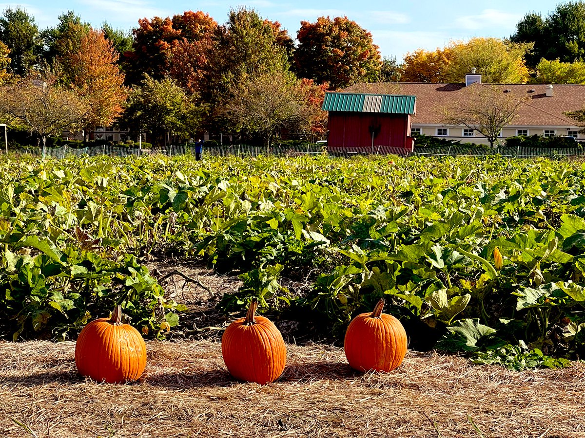 KimTunnicliffe1's tweet photo. Chris Bean has reopened the #BeanFamilyFarm in #Westwood. The popular farm was closed after Chris’ grandfather died in 2010. After returning from college, he decided to give farming a go. He offers pick your own pumpkins, all kinds of vegetables &amp; some farm animals. https://t.co/rVDCQpgwVP