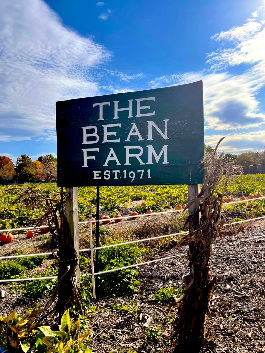 KimTunnicliffe1's tweet photo. Chris Bean has reopened the #BeanFamilyFarm in #Westwood. The popular farm was closed after Chris’ grandfather died in 2010. After returning from college, he decided to give farming a go. He offers pick your own pumpkins, all kinds of vegetables &amp; some farm animals. https://t.co/rVDCQpgwVP