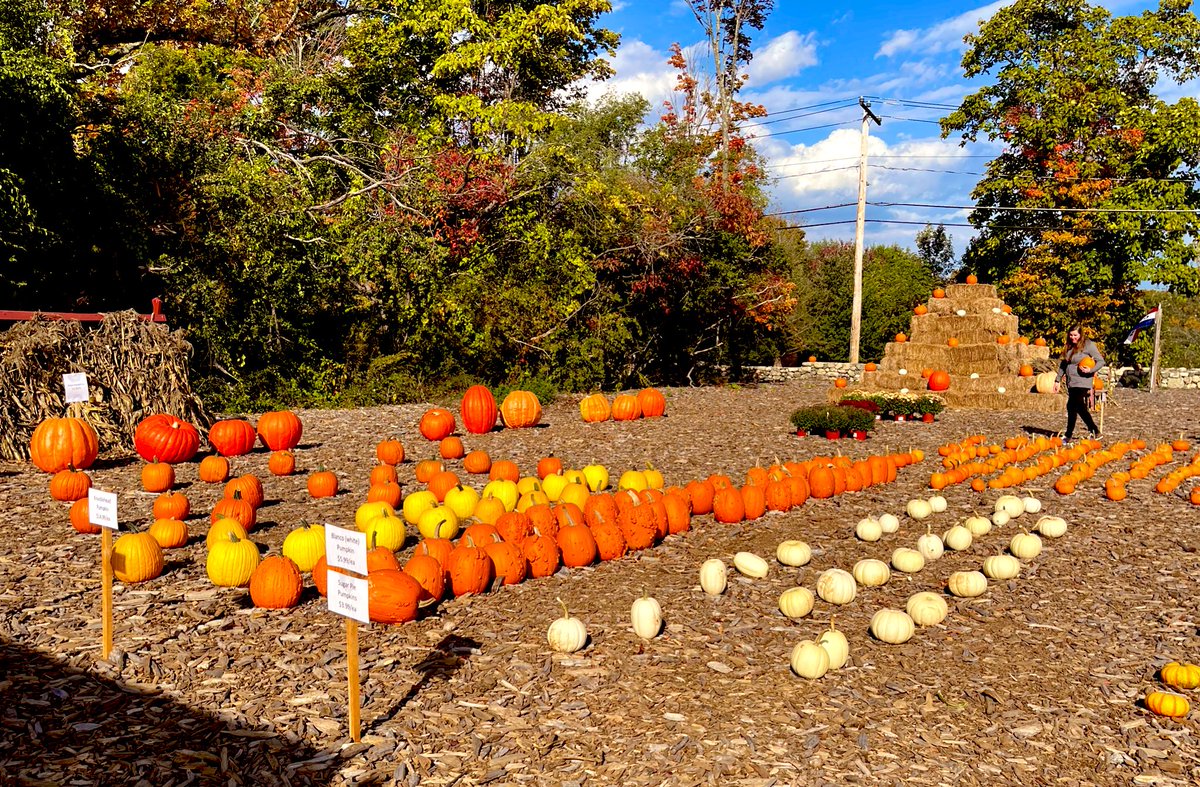 KimTunnicliffe1's tweet photo. Chris Bean has reopened the #BeanFamilyFarm in #Westwood. The popular farm was closed after Chris’ grandfather died in 2010. After returning from college, he decided to give farming a go. He offers pick your own pumpkins, all kinds of vegetables &amp; some farm animals. https://t.co/rVDCQpgwVP