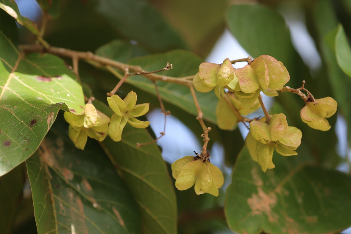 arthur_chapman's tweet photo. Anyone know what this tree is. Found near the top of the Cape York Peninsula, Queensland. I suspected Sapindaceae but can't find anything it fits.  Tree - broad leaves, fruit with wings (like a Dodonaea), 5 carpels. https://t.co/F8y6wIfrHQ