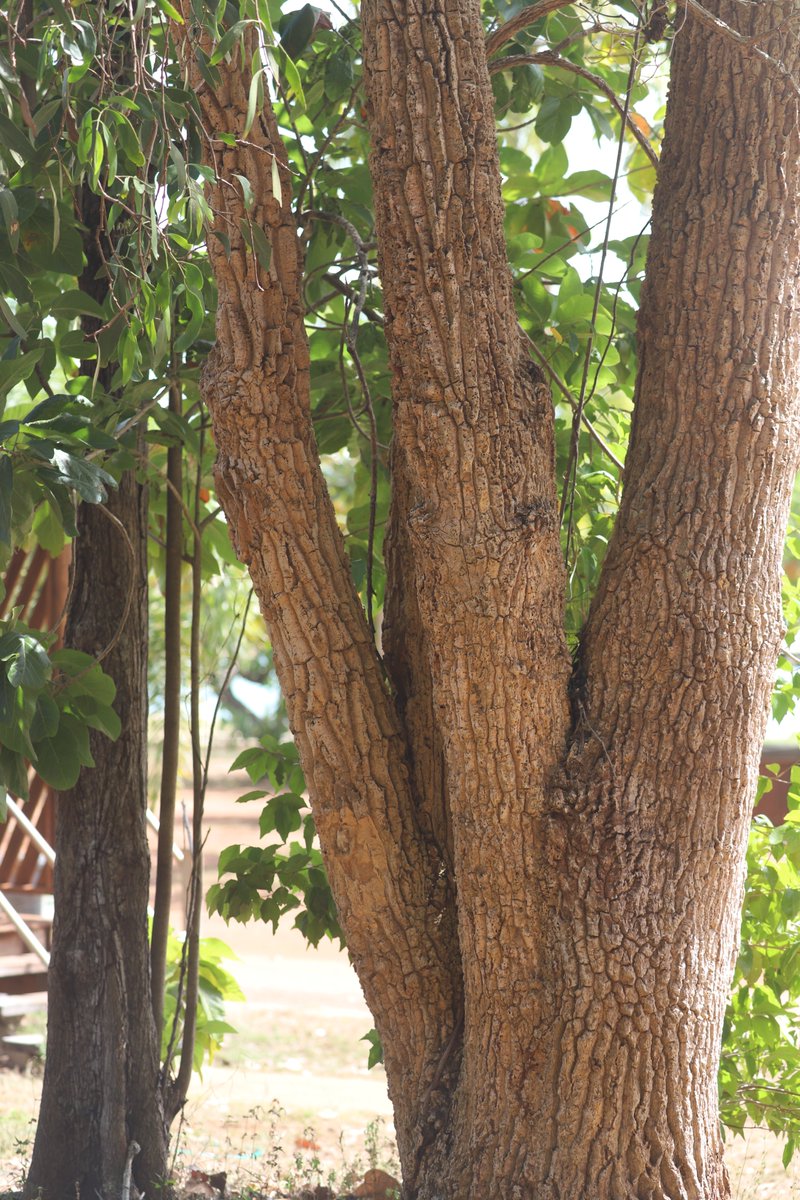 arthur_chapman's tweet photo. Anyone know what this tree is. Found near the top of the Cape York Peninsula, Queensland. I suspected Sapindaceae but can't find anything it fits.  Tree - broad leaves, fruit with wings (like a Dodonaea), 5 carpels. https://t.co/F8y6wIfrHQ