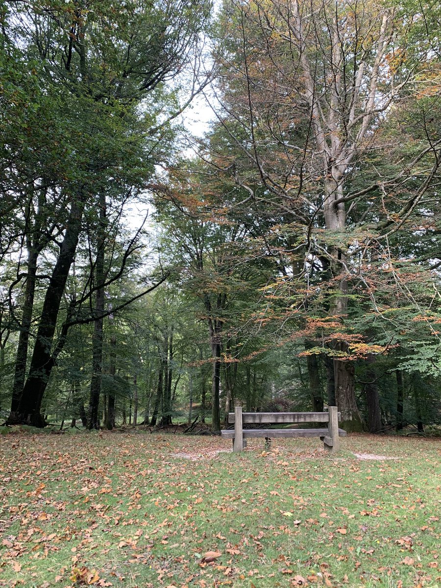 IreneQuint's tweet photo. @hiutdenim Bolderwood, New Forest https://t.co/tG0lAaeZ4E