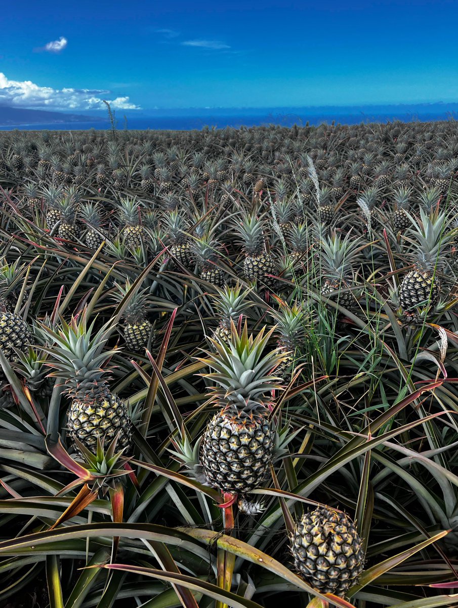 OuWrd's tweet photo. مزرعة الأناناس في جزيرة "هاواي" بالولايات المتحدة الأمريكية.🍍 (صورة) https://t.co/AFjdU2rJA3