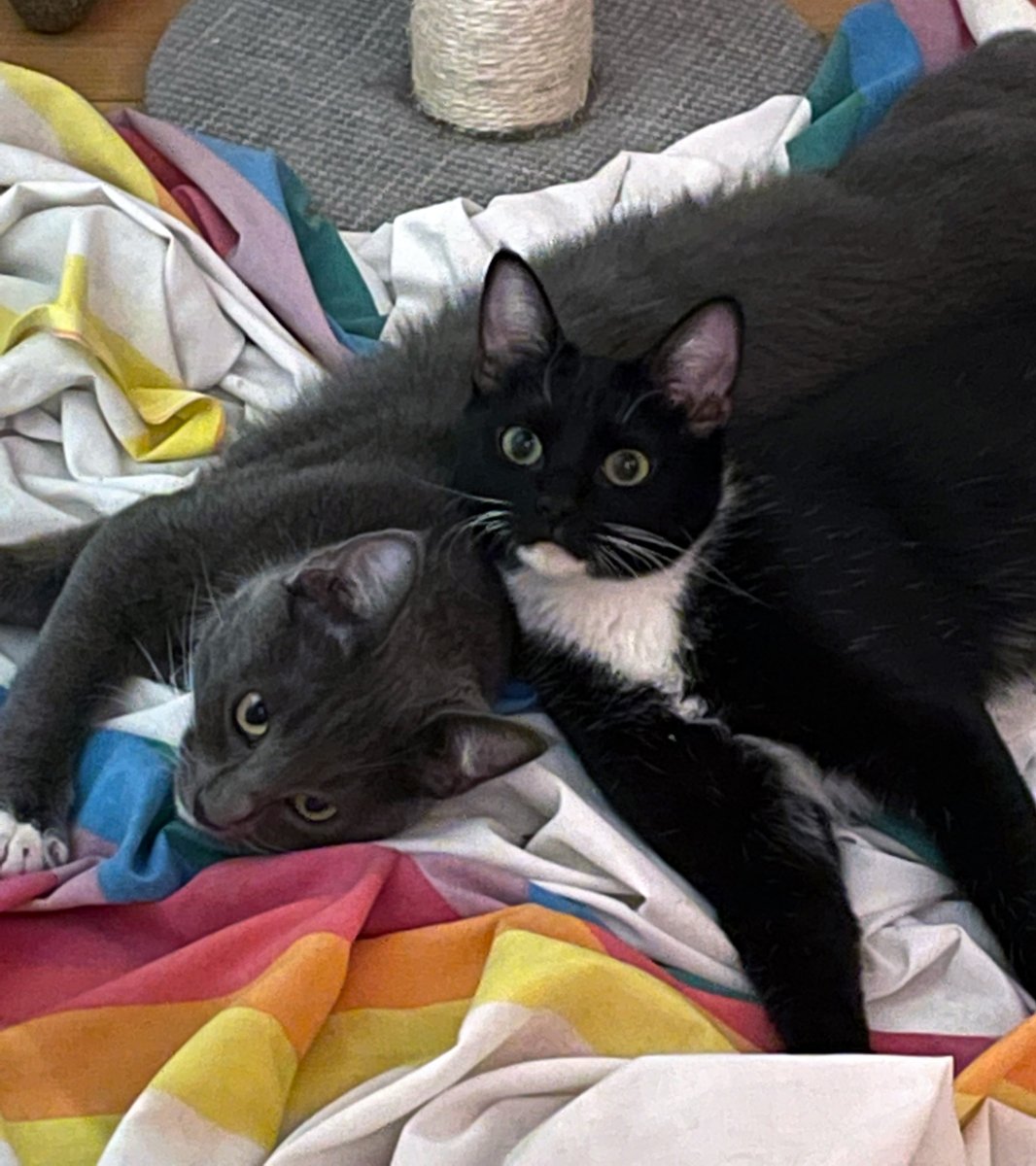 Heph's Foster Cat Haven tweet media