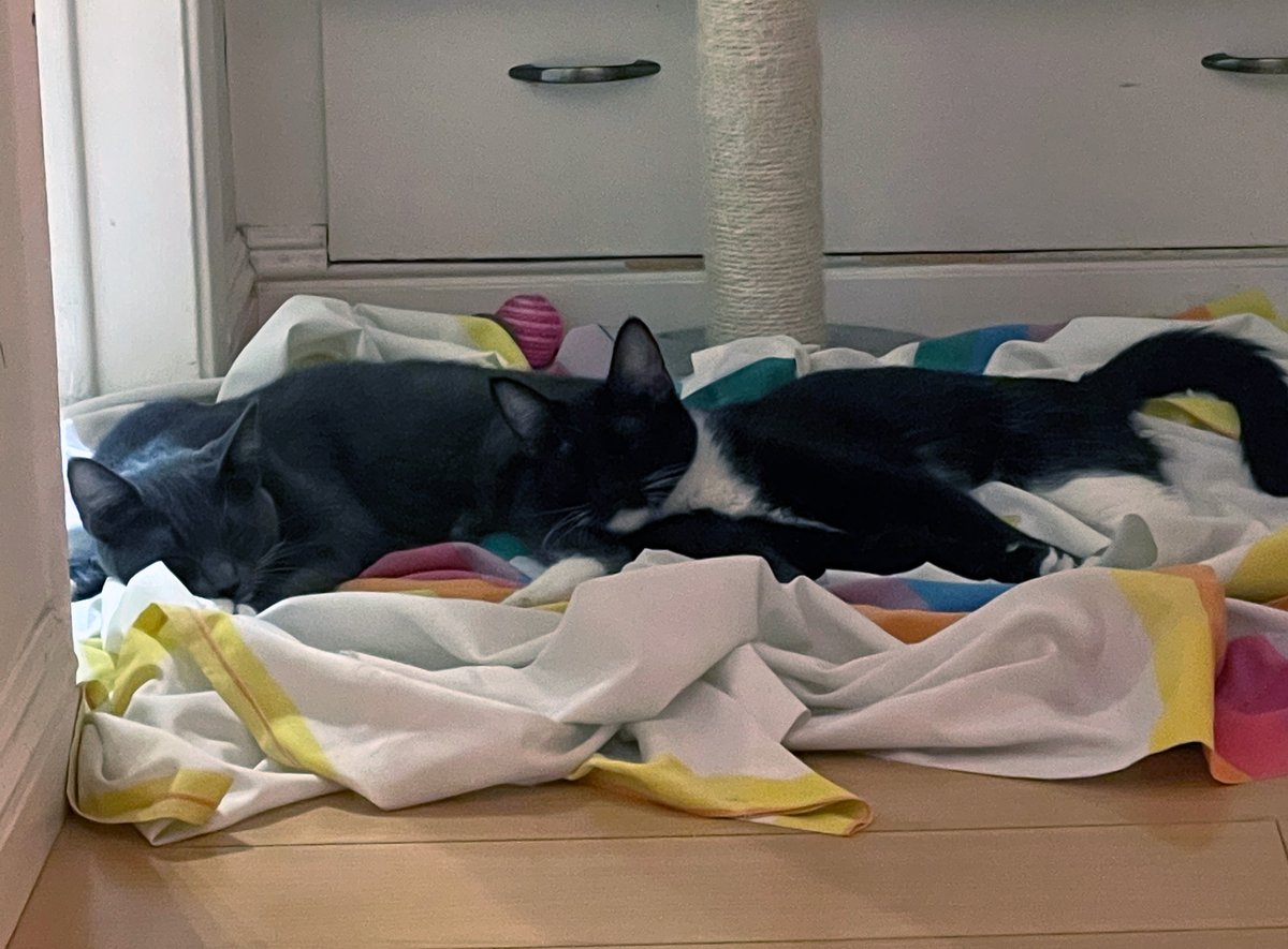 Heph's Foster Cat Haven tweet media