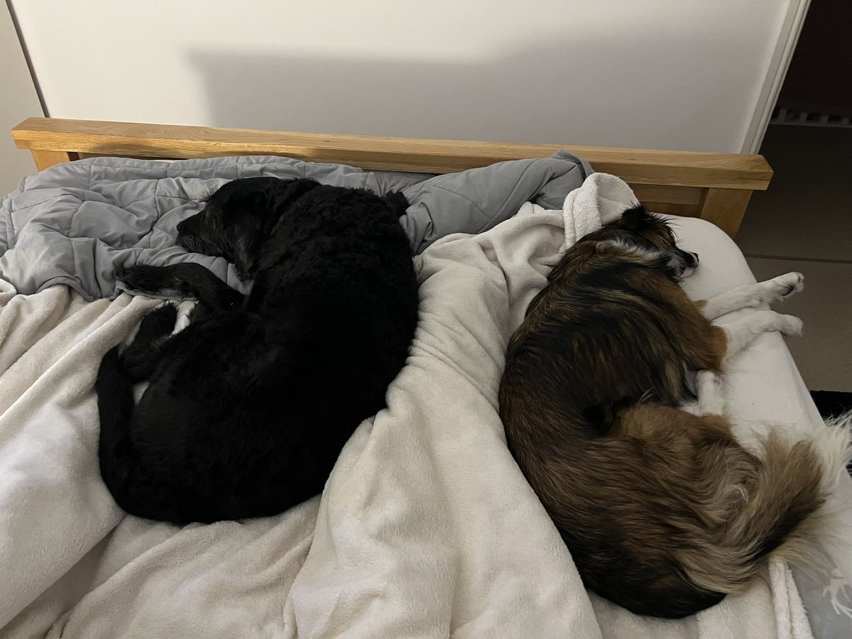 NathandeRoz's tweet photo. Happy #WorldDogDay #avoideyecontact 🐕 🐕‍🦺 https://t.co/lbxSpQyfB1